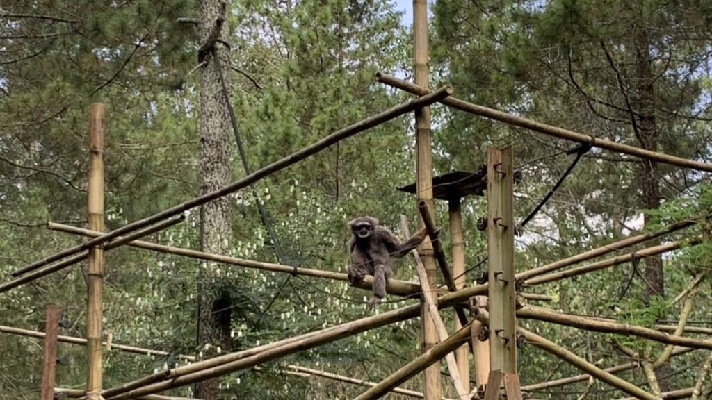 Owa Jawa di Pusat Rehabilitasi Satwa Primata Jawa, Ciwidey, Kabupaten Bandung.